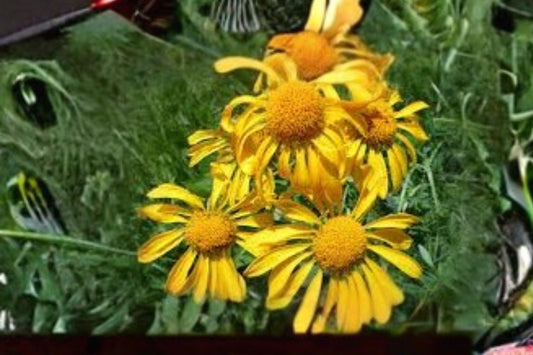 40 Orange Mountain Daisy Seeds – Hymenoxys hoopesii – Native Wildflower – Pollinator Plant – Yellow Blooms