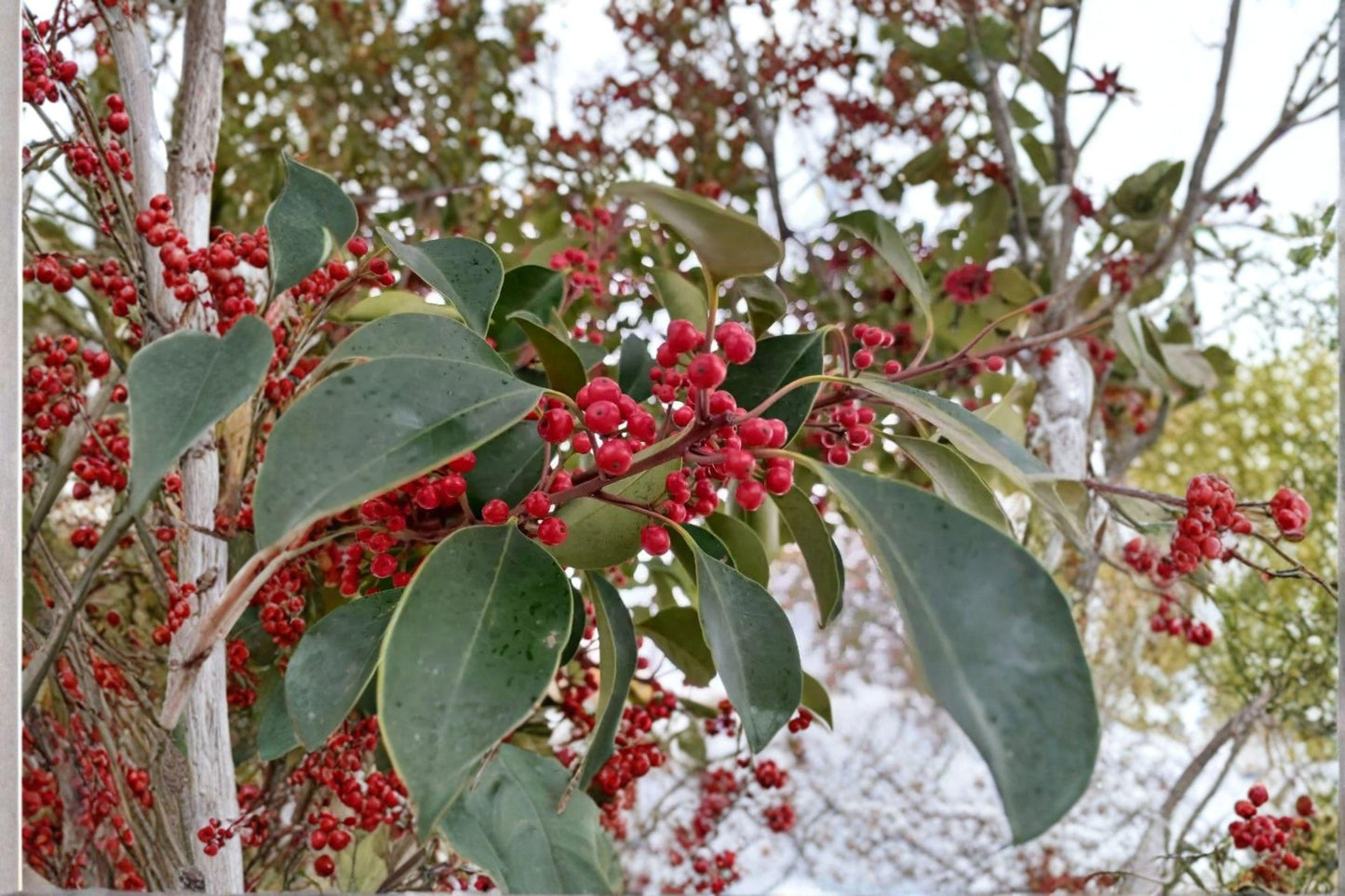 25 Kurogane Holly Seeds – Ilex rotunda – Round Leaf Holly – Evergreen Ornamental Tree