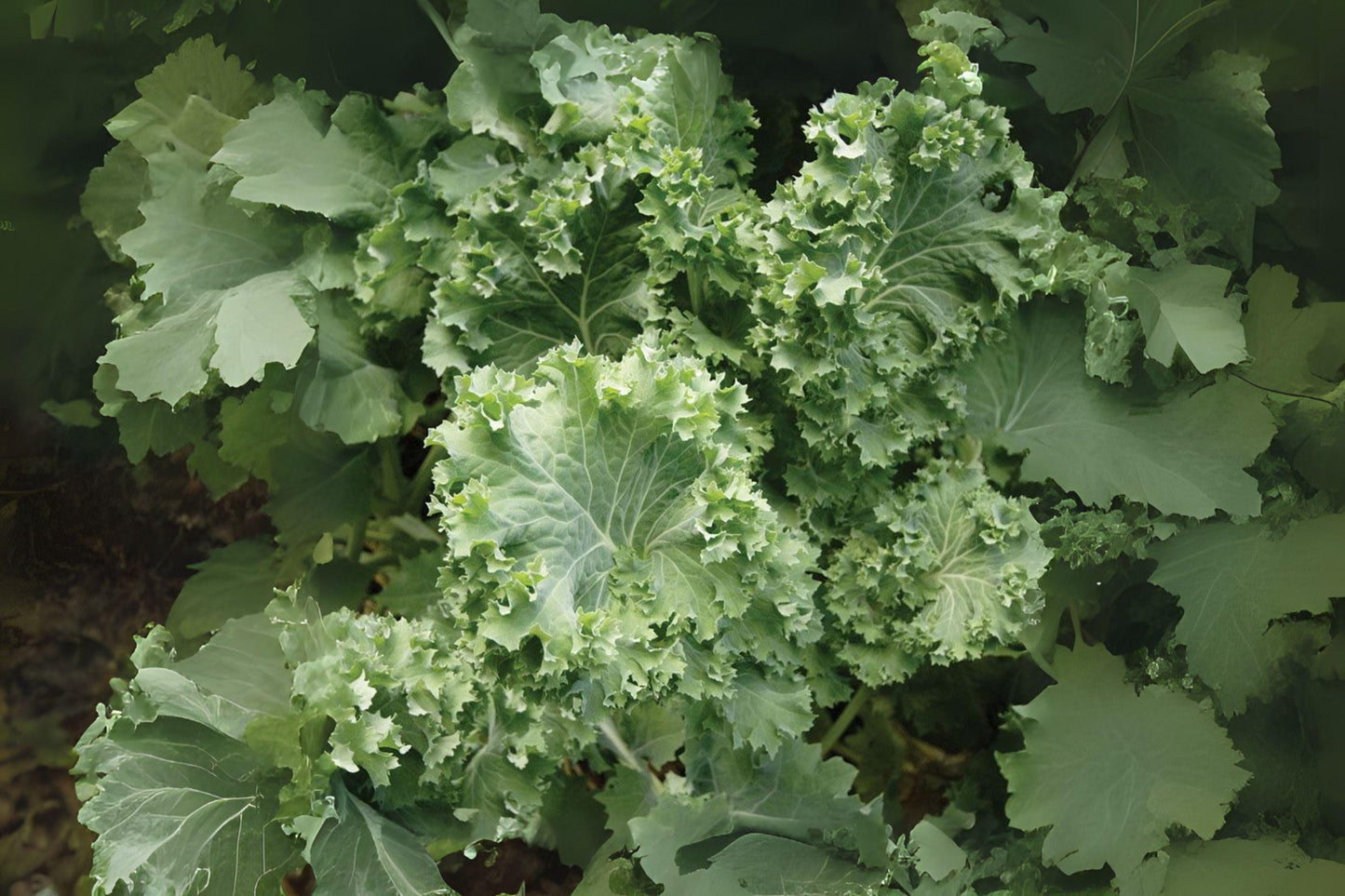 250 Dwarf Siberian Kale Seeds: Cold-Hardy Heirloom Greens
