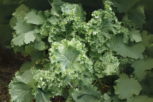 250 Dwarf Siberian Kale Seeds: Cold-Hardy Heirloom Greens