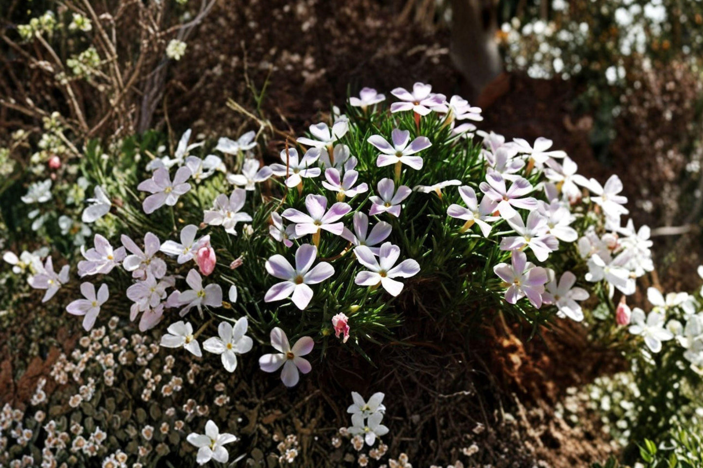100 Mountain Phlox Seeds – Linanthus grandiflorus – Native Annual Wildflower – Rock Garden Flower