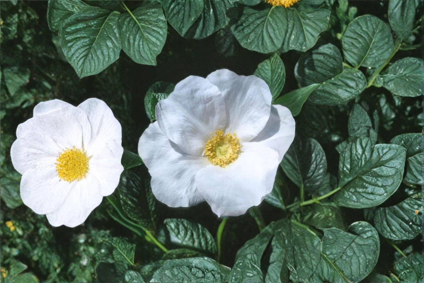 25 Rosa rugosa alba Seeds – White Beach Rose – Hardy Fragrant Shrub