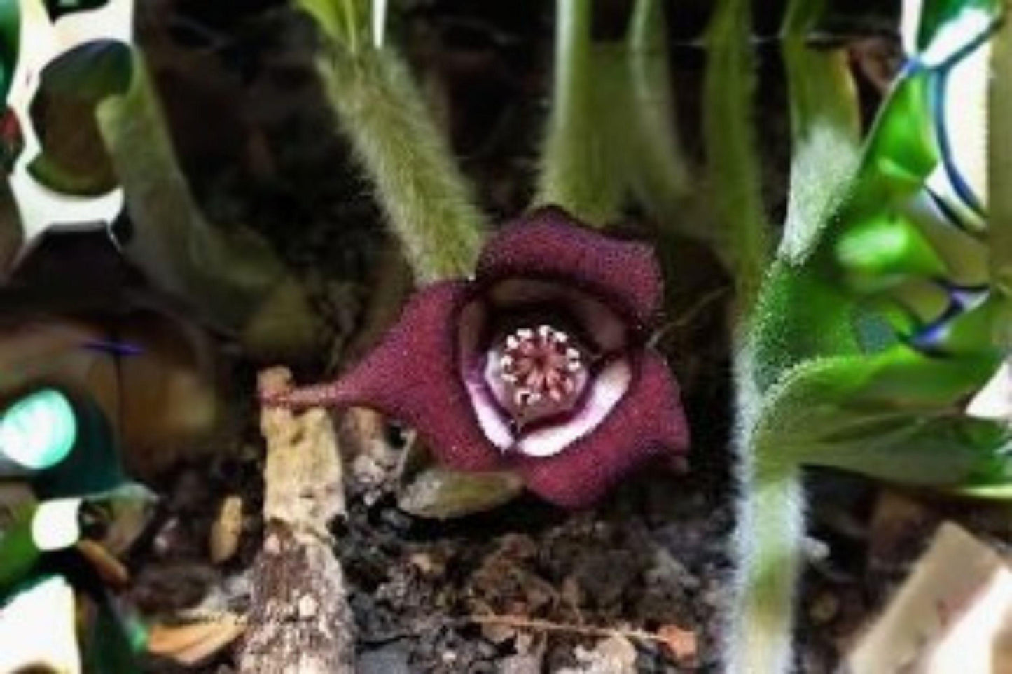 Wild Ginger Seeds: Native Woodland Perennial Groundcover