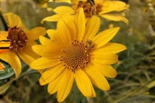 40 Marsh Sunflower Seeds – Helianthus nuttallii – Native Wildflower – Pollinator Plant – Tall Yellow Blooms