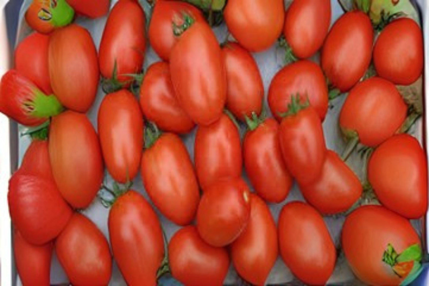 Floradel Tomato Seeds: Heirloom Garden Vegetable (100mg)