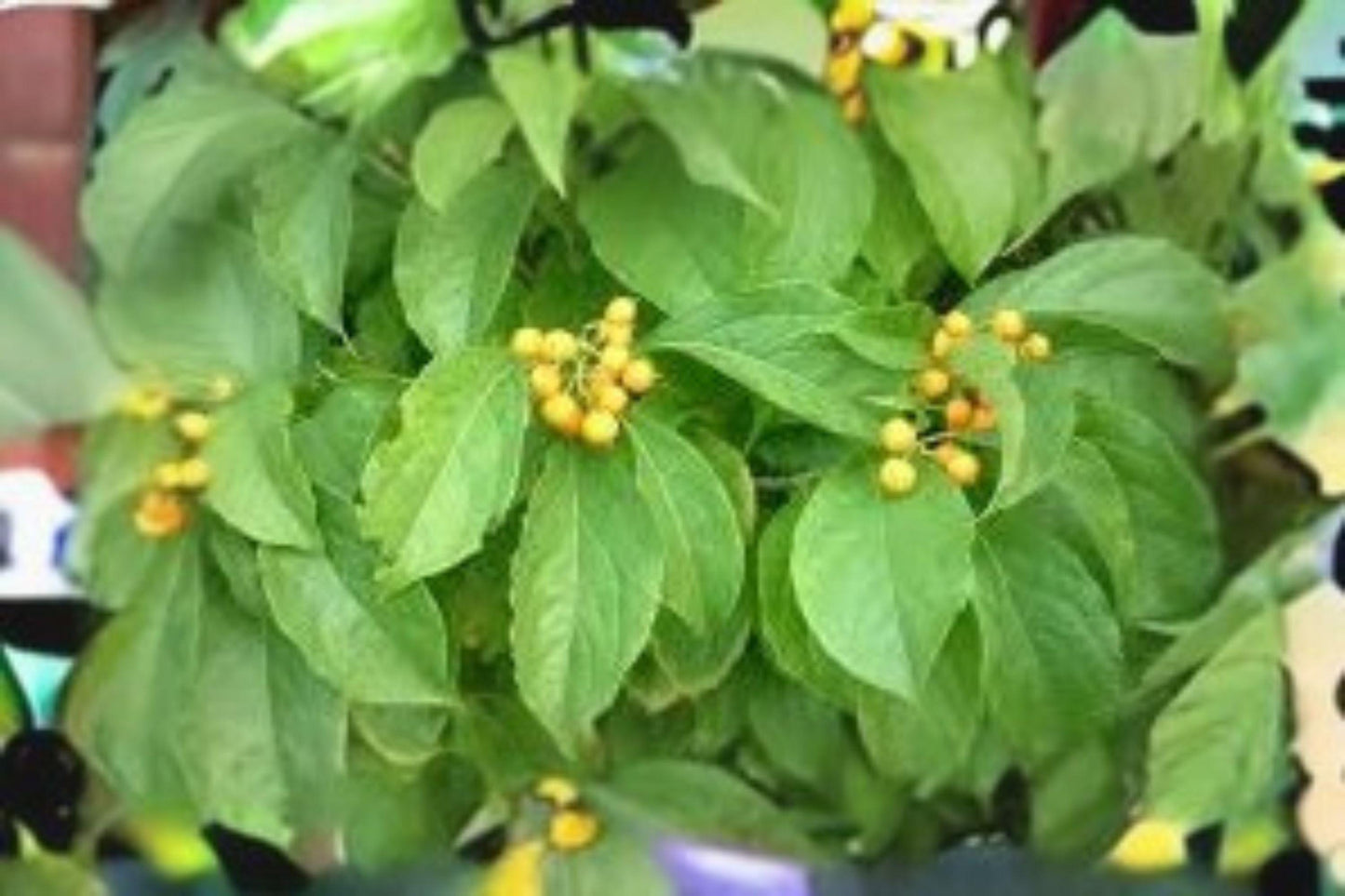30 American Bittersweet Seeds: Native Vine, Orange Berries