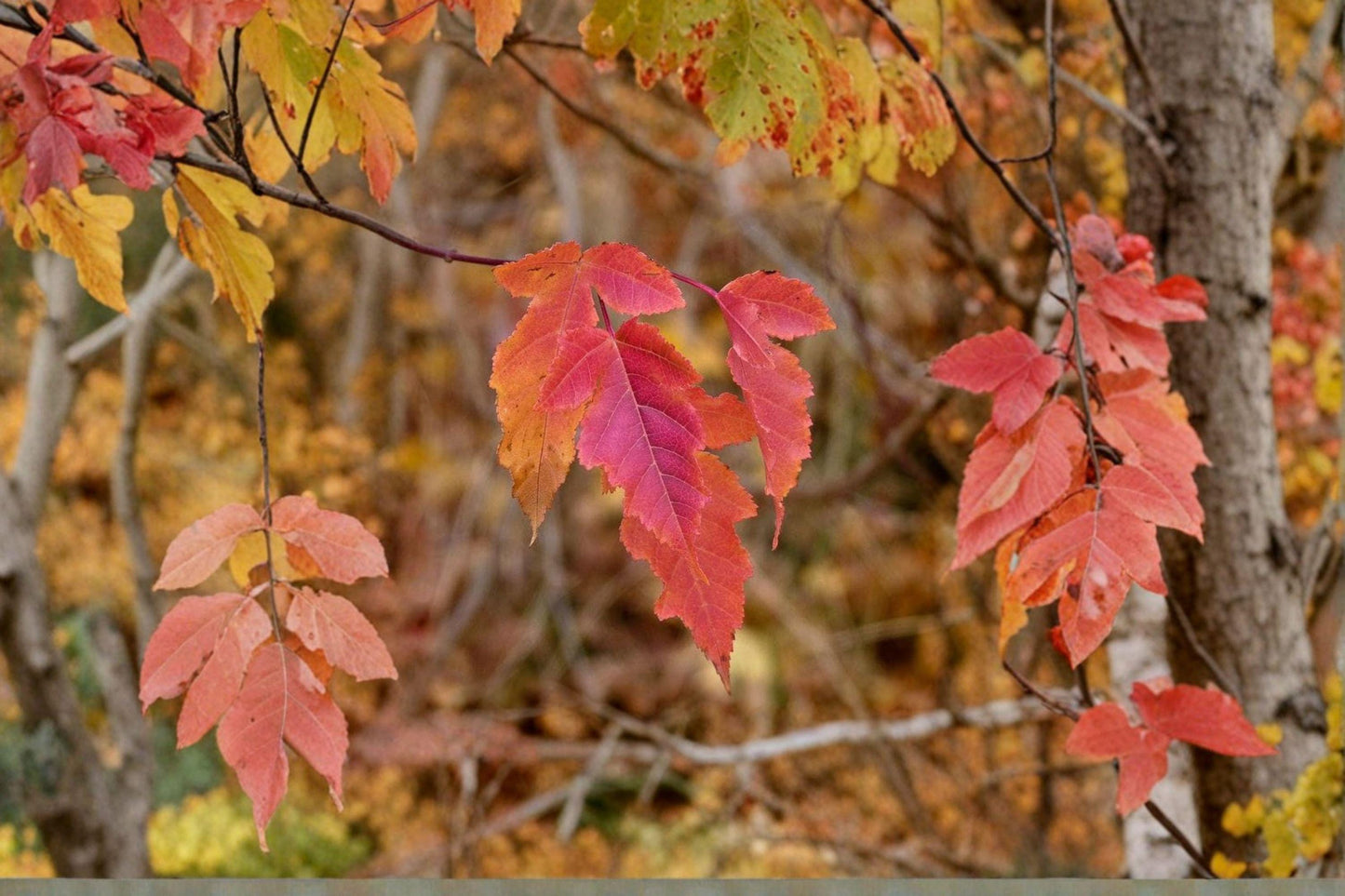 10 Amur Maple Seeds: Acer Ginnala, Red Fall Foliage