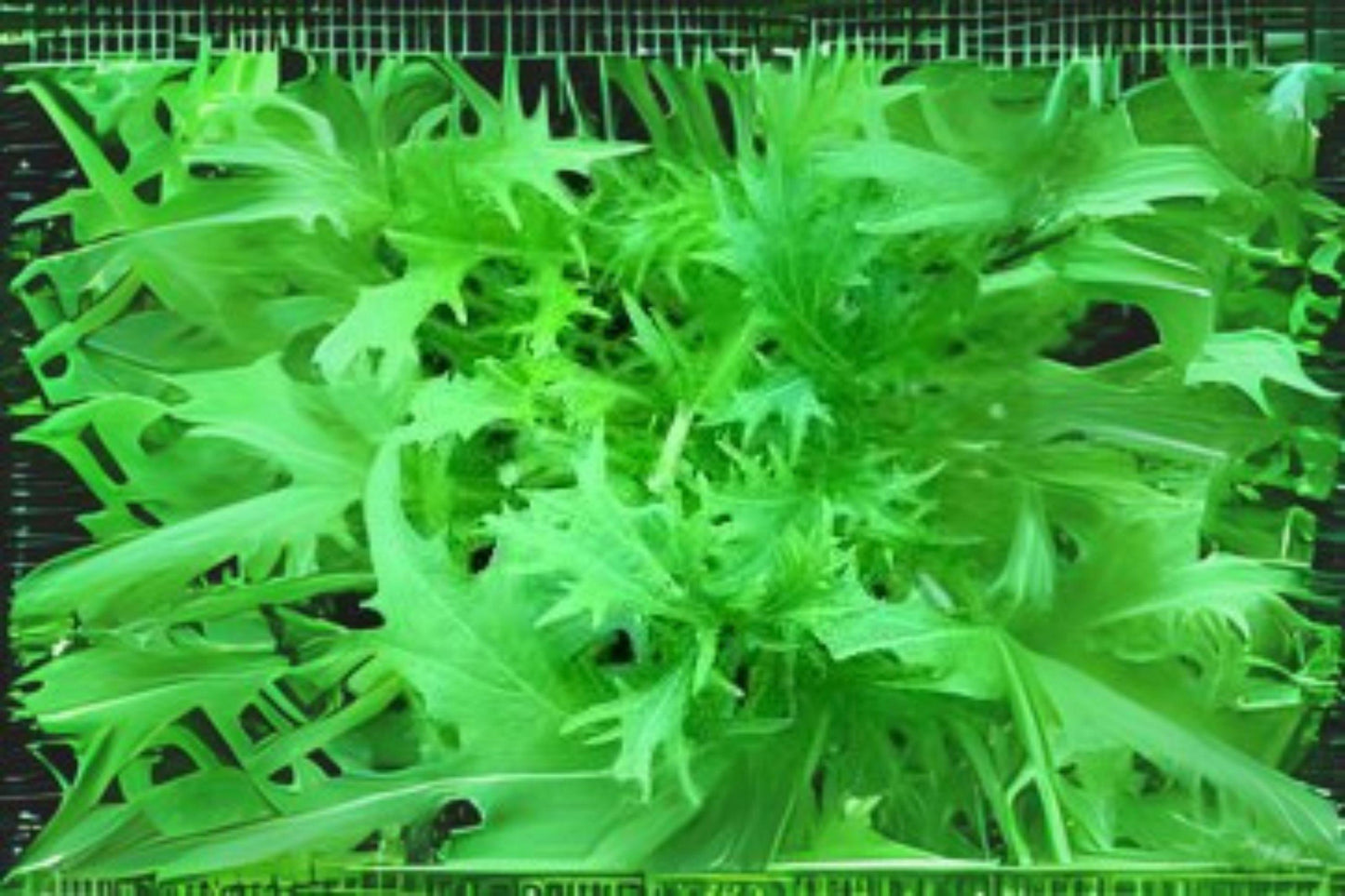 Mizuna Spinach Seeds: Fast Growing Asian Green, Heirloom Variety