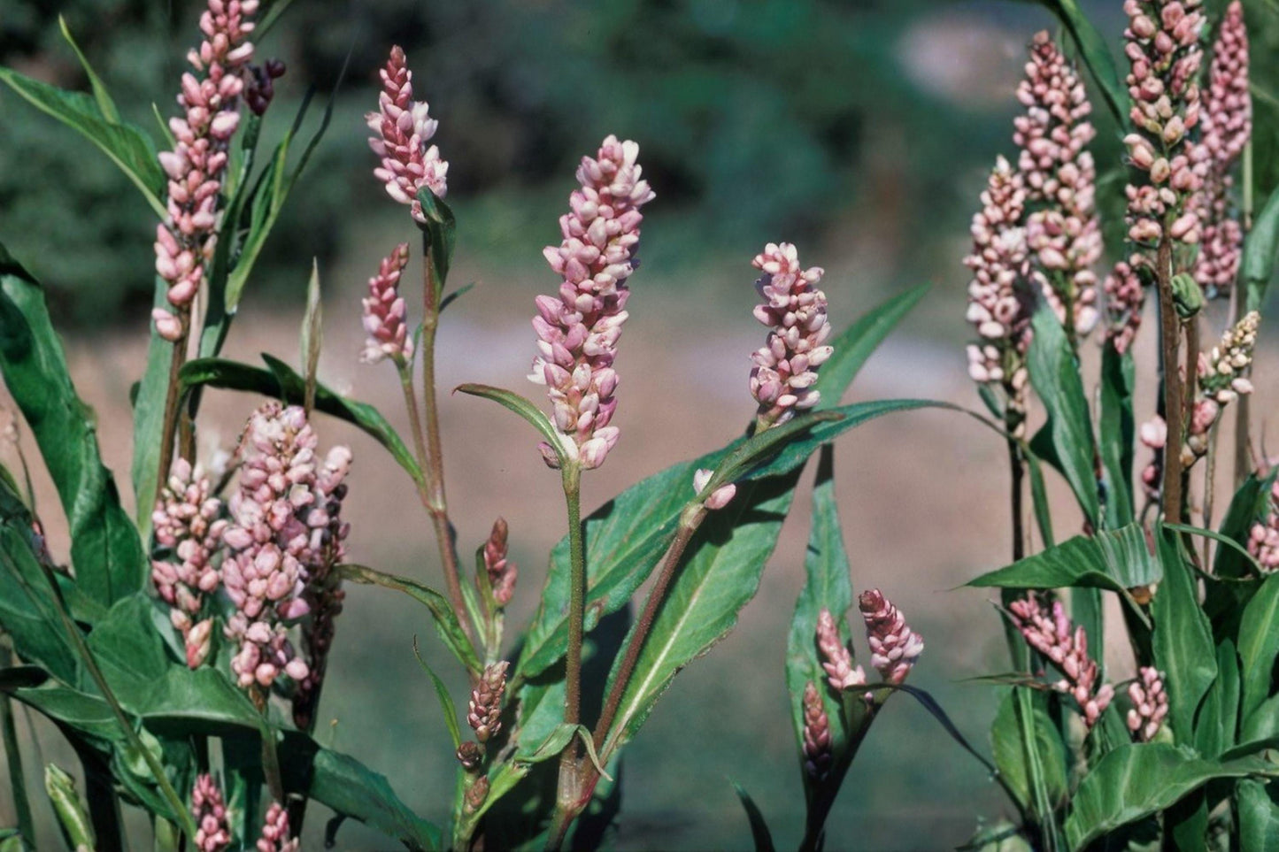 15 Pinkweed Seeds – Persicaria pensylvanica – Native Annual Wildflower – Pollinator Plant
