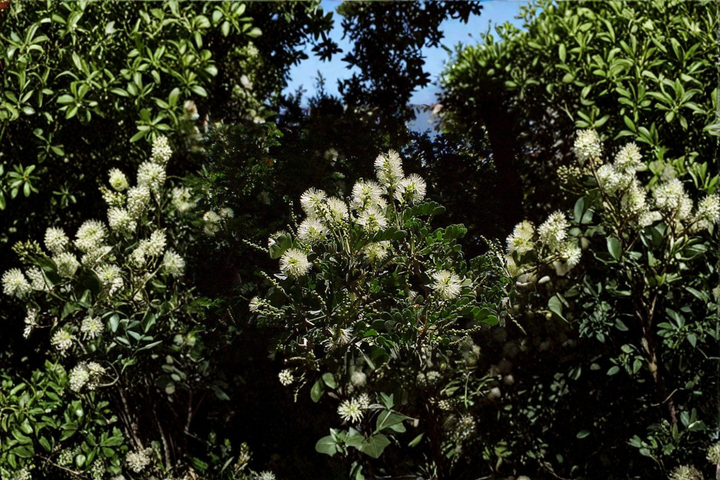 10 Texas Ebony Seeds – Pithecellobium flexicaule – Drought Tolerant Tree – Native Ornamental – Bonsai Potential