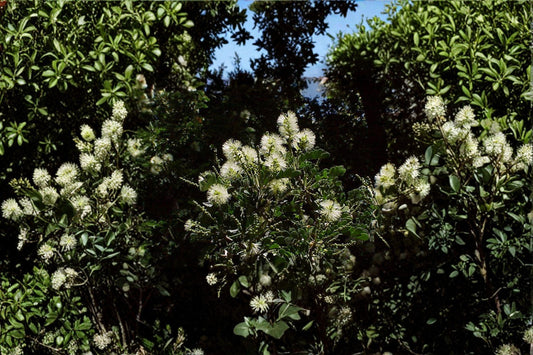 10 Texas Ebony Seeds – Pithecellobium flexicaule – Drought Tolerant Tree – Native Ornamental – Bonsai Potential
