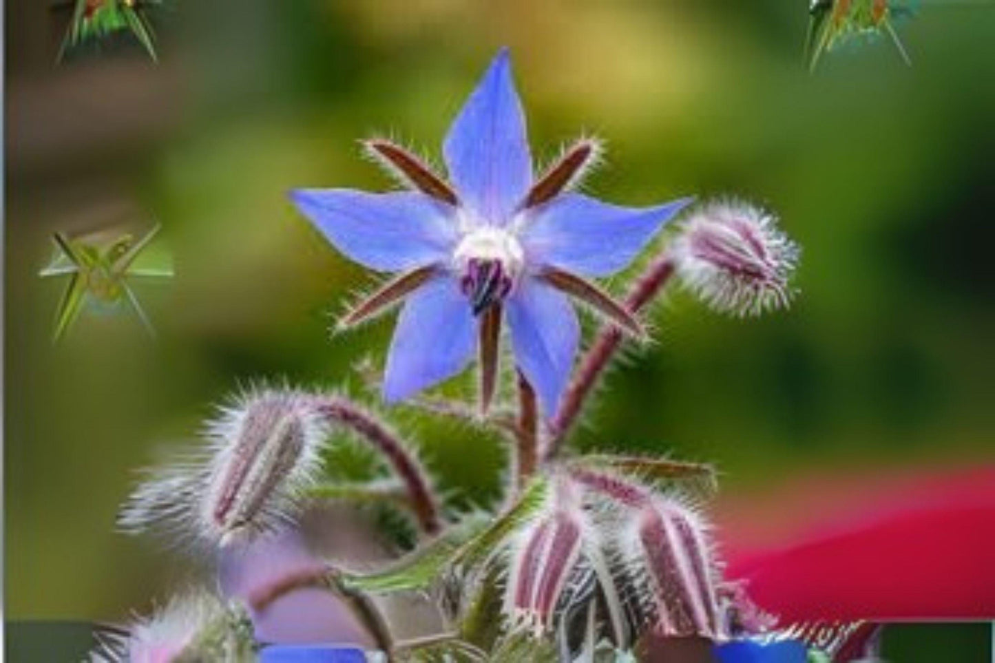 40 Seeds Borage Herb | Non-GMO Heirloom | Edible Blue Flower & Pollinator Garden Plant