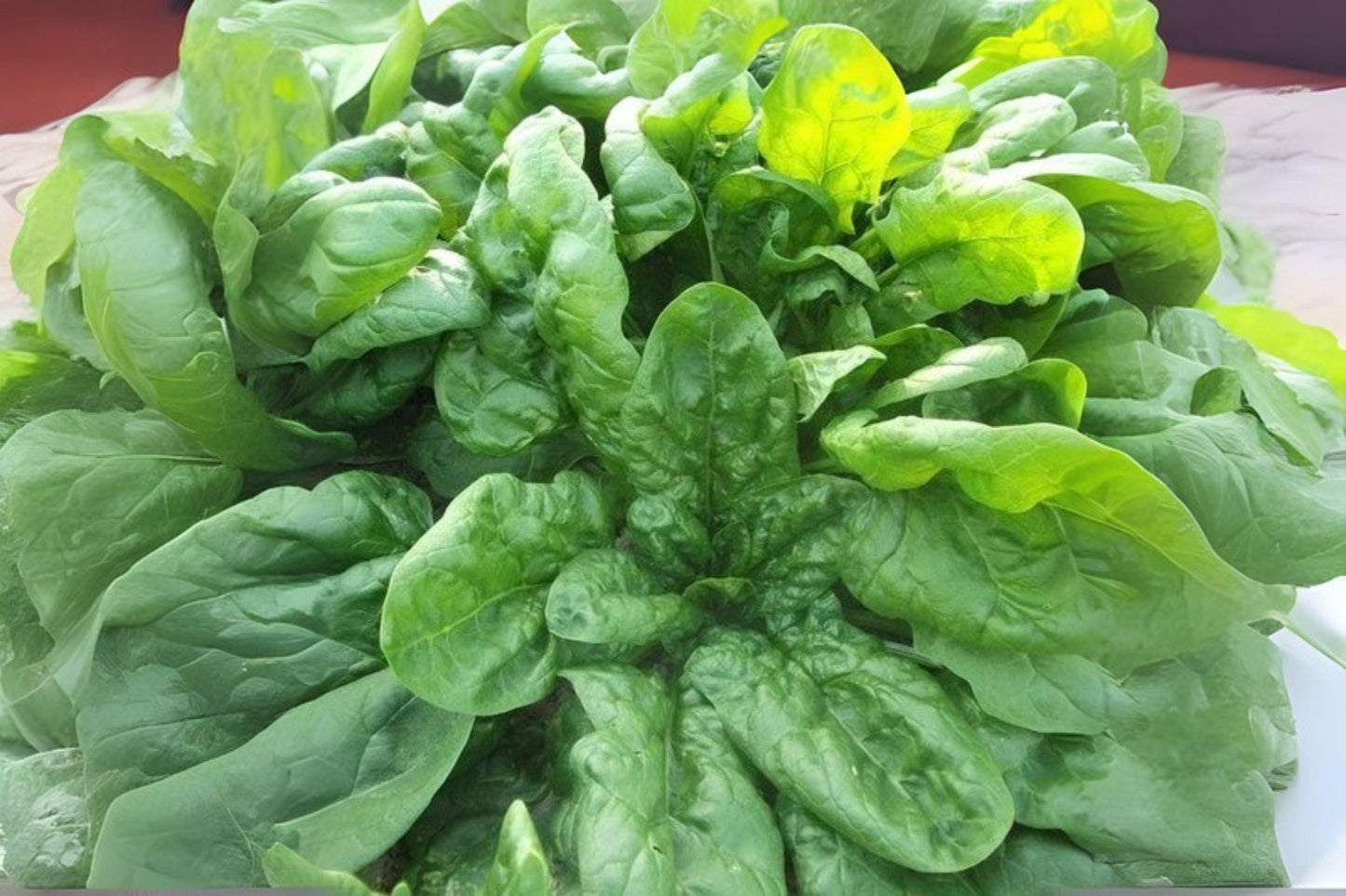 1g Seeds Spinach Viroflay | Giant Heirloom Leafy Green | Classic Vegetable for Home Garden