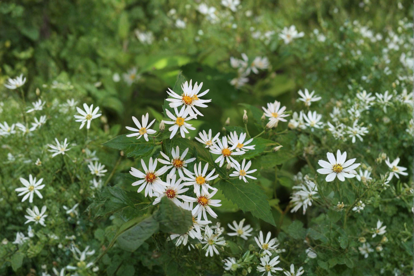 100 Schrebers Wood Aster Seeds – Eurybia schreberi – Native Shade Wildflower