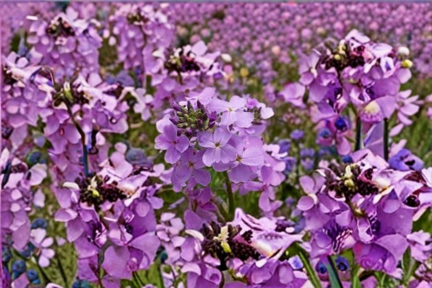 100 Dames Rocket Seeds – Hesperis matronalis – Fragrant Spring Flower – Cottage Garden Plant