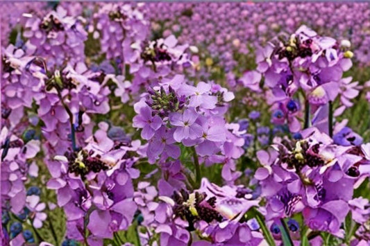 100 Dames Rocket Seeds – Hesperis matronalis – Fragrant Spring Flower – Cottage Garden Plant