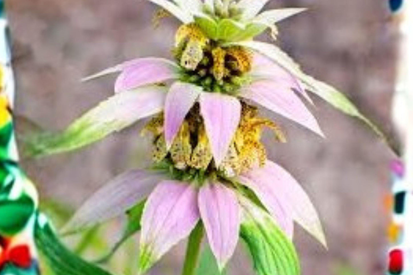 100 Seeds Monarda punctata — Spotted Bee Balm, Pollinator Magnet for Dry & Sandy Gardens