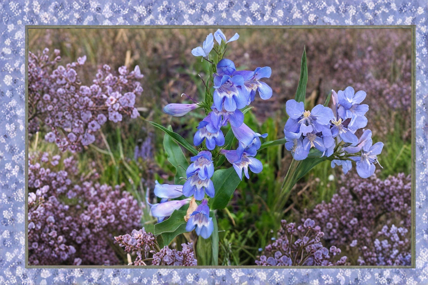Alpine Penstemon Seeds: Blue Violet Wildflower, Pollinator Garden (100 mg)