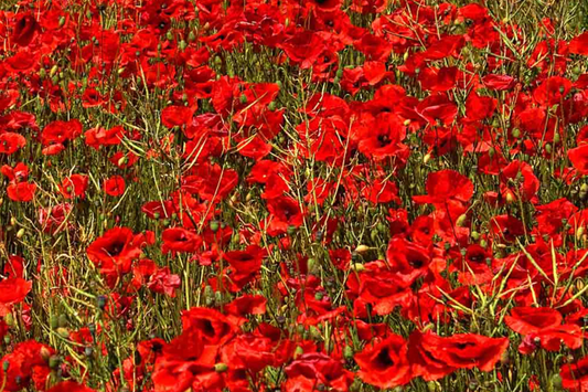 3000 Red Corn Poppy Seeds - Papaver Rhoeas, Bright Red Blooms,