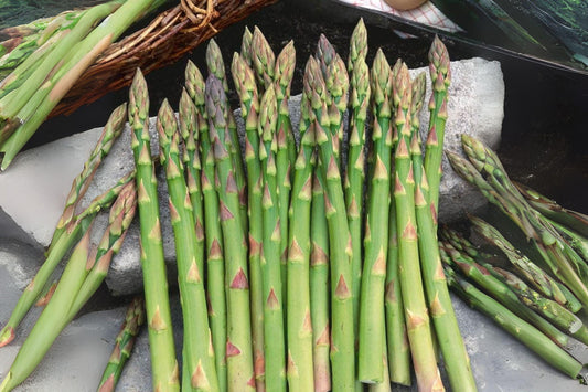 40 Asparagus Mary Washington Seeds – Heirloom Perennial Vegetable, Tender Shoots for Home Garden