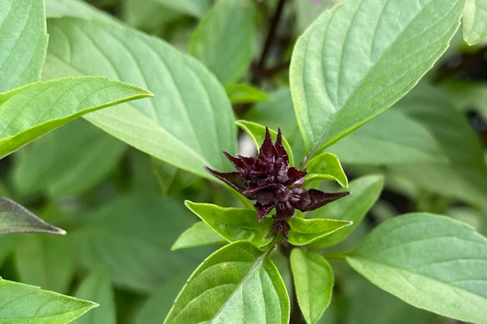 1000 Cinnamon Basil Seeds - Ocimum Basilicum, Herb, Non-GMO, Aromatic & Flavorful