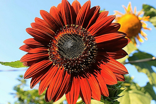100 Velvet Queen Sunflower Seeds - Heirloom, Big Blooms, Non-GMO,