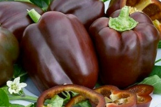 50 Chocolate Beauty Bell Pepper Seeds - Heirloom, NON-GMO, Sweet & Juicy, USA Seller