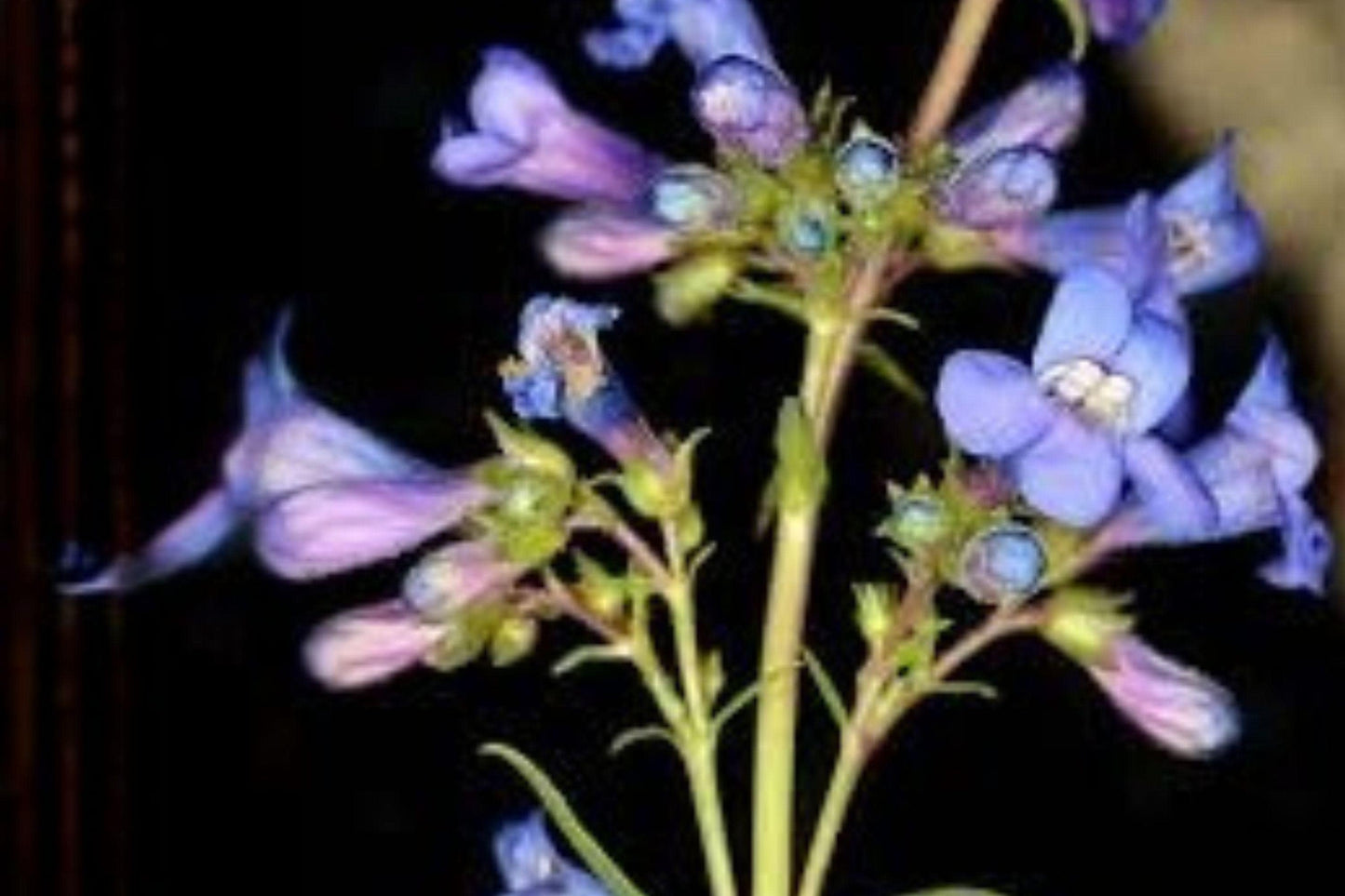 100 mg Penstemon humilis Seeds – Low Beardtongue Wildflower for Rock Gardens & Pollinator Meadows