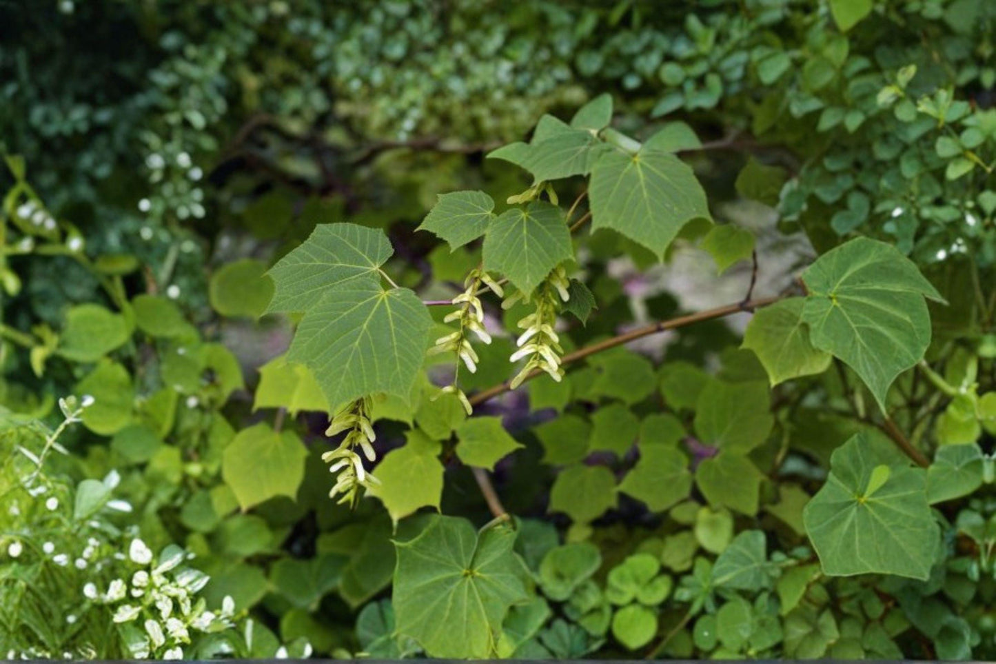 Acer tegmentosum Seeds: Manchurian Striped Maple Tree - Ornamental Green Bark