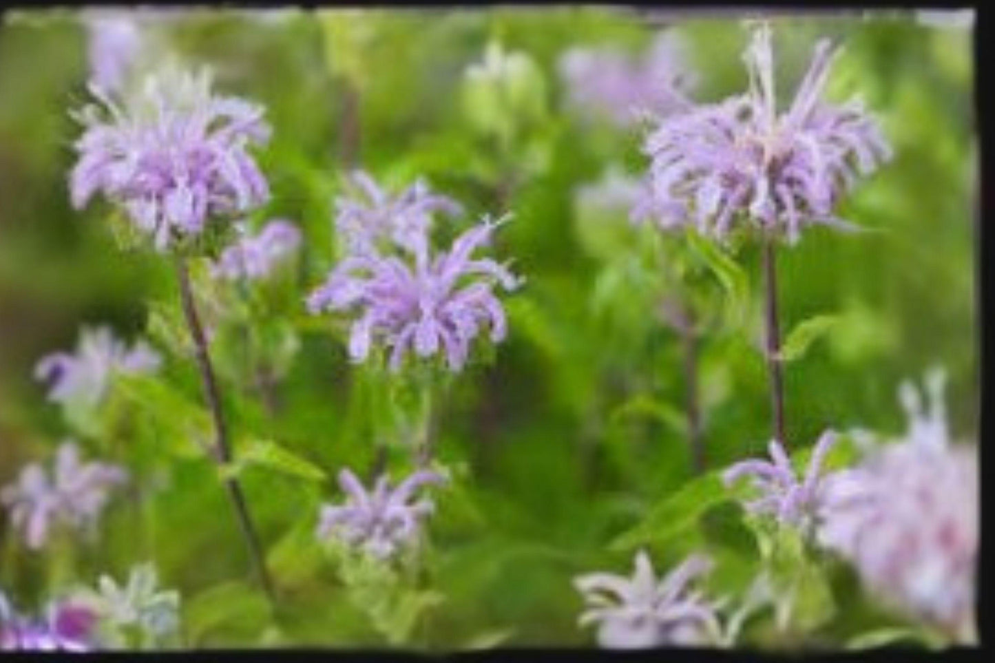 100 Seeds Monarda fistulosa — Wild Bergamot, Aromatic Native Bee Balm for Meadows & Pollinator Gardens