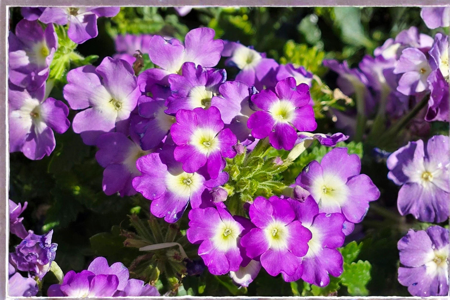 100 Moss Verbena Seeds – Verbena tenuisecta – Low Growing Purple Flower – Heat Tolerant Annual
