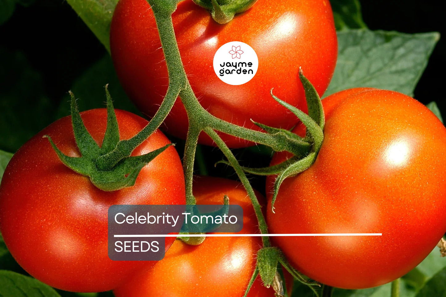 Celebrity Tomato Seeds (F1 Hybrid) | Non-GMO | Disease Resistant | 7-8 oz Fruit | 75 Days to Harvest | USDA Zones 3-10 | Free Shipping