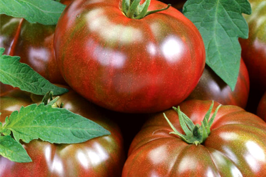 100 Black Krim Tomato Seeds - Non-GMO Heirloom, Bold Flavor, Indeterminate,