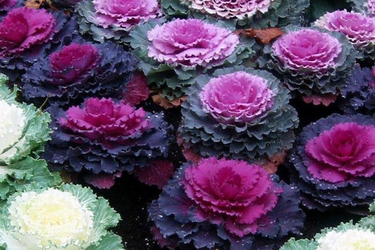 50 Ornamental Kale Seeds - Non-GMO Heirloom, , Decorative Garnish
