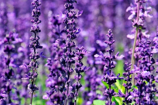 700 True Lavender Seeds - Non-GMO Lavandula angustifolia, Fragrant,
