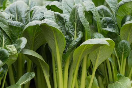 4000 Komatsuna Seeds - Japanese Green Spinach Mustard, NON-GMO, High in Vitamins A & C |
