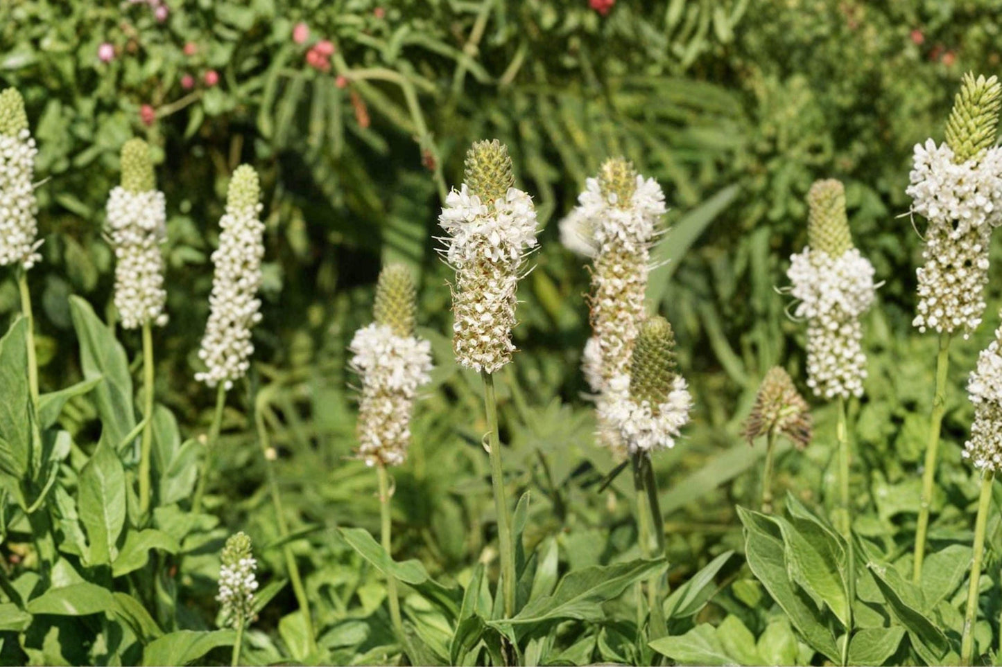 100 White Prairie Clover Seeds – Dalea candida – Native Legume – Pollinator Plant – Prairie Wildflower