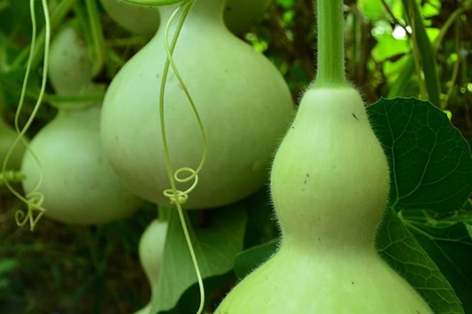 50 Martin Birdhouse Gourd Seeds - Heirloom Non-GMO | Crafting & Birdhouses | Full Sun |