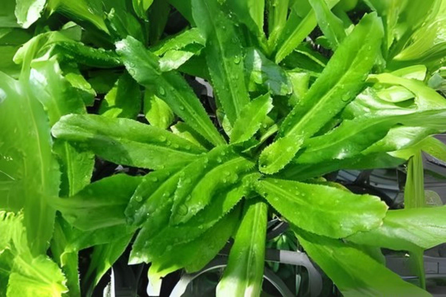 Culantro Seeds: Ngo Gai Vietnamese Herb for Culinary Gardens