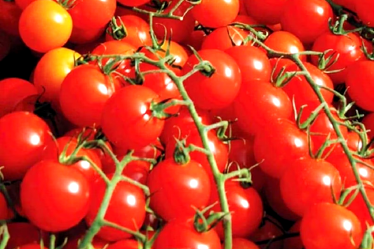 50 Small Red Cherry Tomato Seeds - Non-GMO Heirloom | High Yield & Sweet Flavor | Indeterminate Vines | USA Seller |