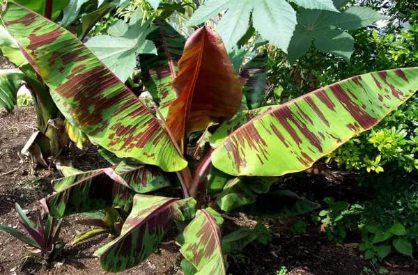 1 Sumatrana Banana Tree | Live Bare Root Starter Plant | Ornamental Musa Sumatrana – Red Tiger Banana Foliage