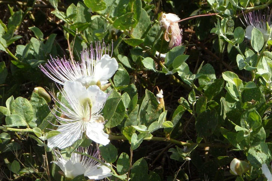 50 Caper Seeds (Capparis spinosa) - Non-GMO | Grow Your Own Caper Bush | Edible Buds & Berries | Perennial Herb |