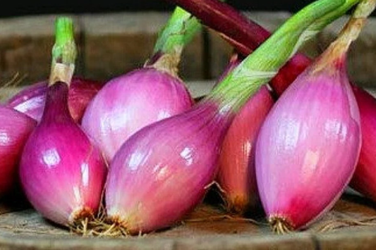 1000 Red Long of Tropea Onion Seeds - Non-GMO Heirloom | Sweet Gourmet Italian Variety | Bunching Onion |