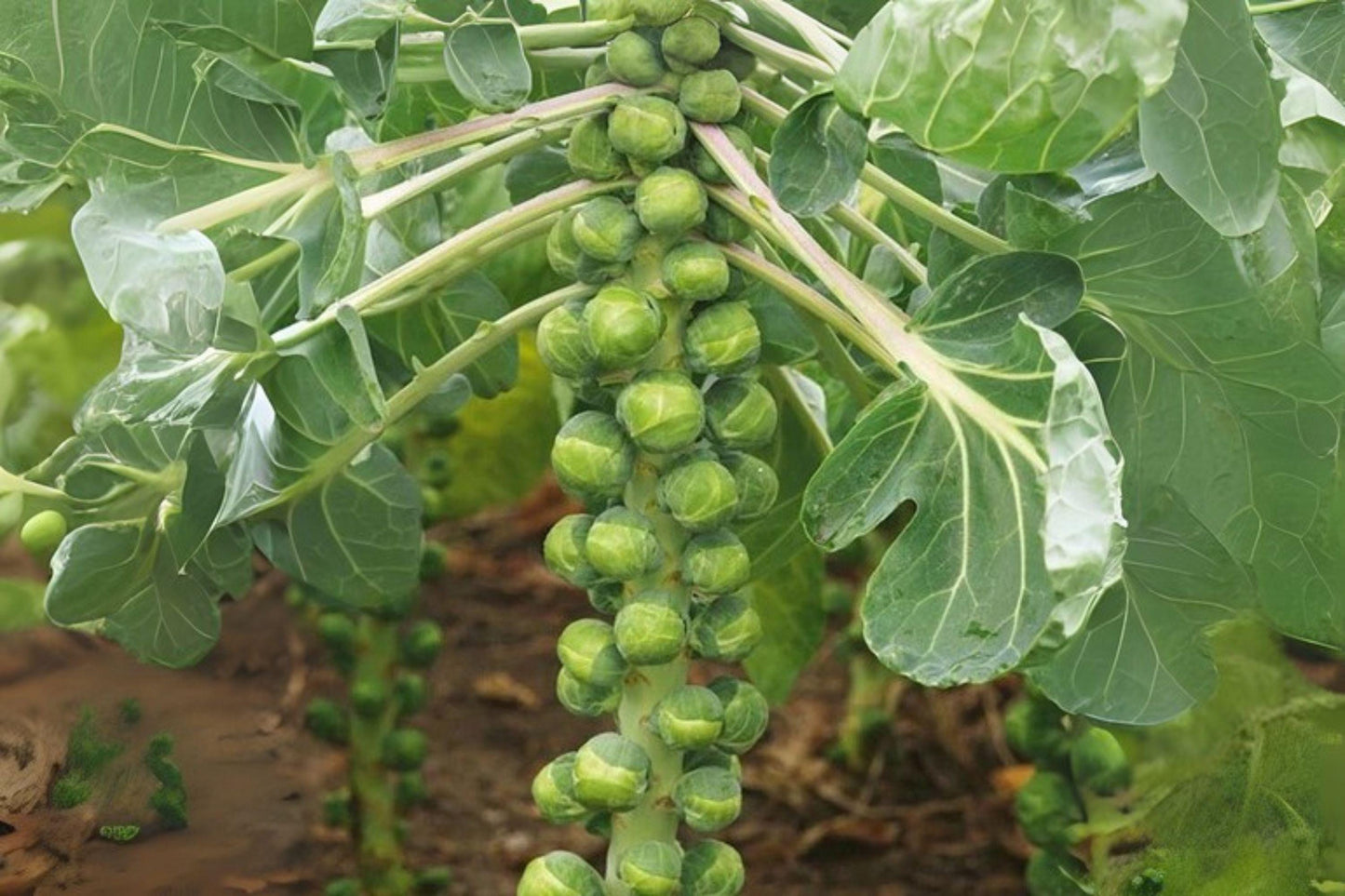 Catskill Brussels Sprouts Seeds: Heirloom Variety - 250 Seeds