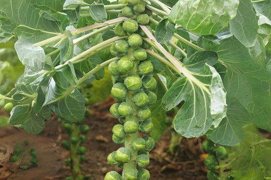 Catskill Brussels Sprouts Seeds: Heirloom Variety - 250 Seeds