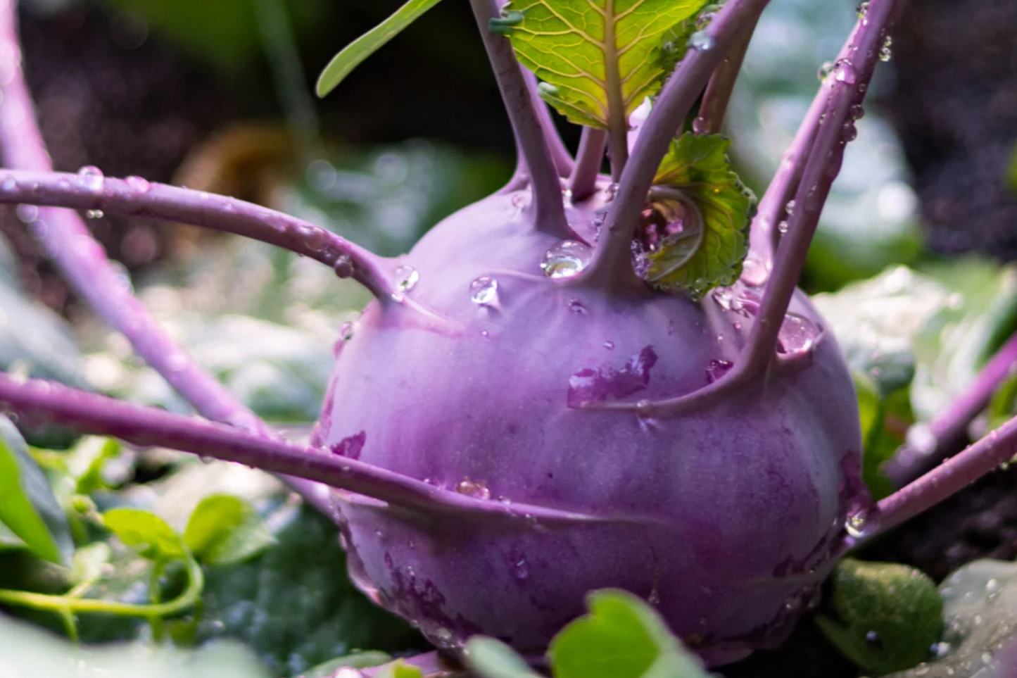 1000 Purple Vienna Kohlrabi Seeds - Non-GMO Heirloom | Cool Season Root Vegetable | Fast Growing |