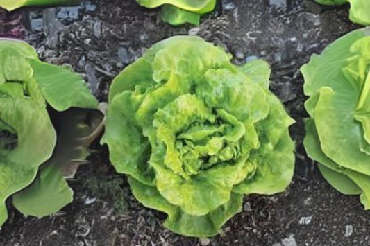 700 Tom Thumb Lettuce Seeds: Mini Heirloom Variety for Small Gardens
