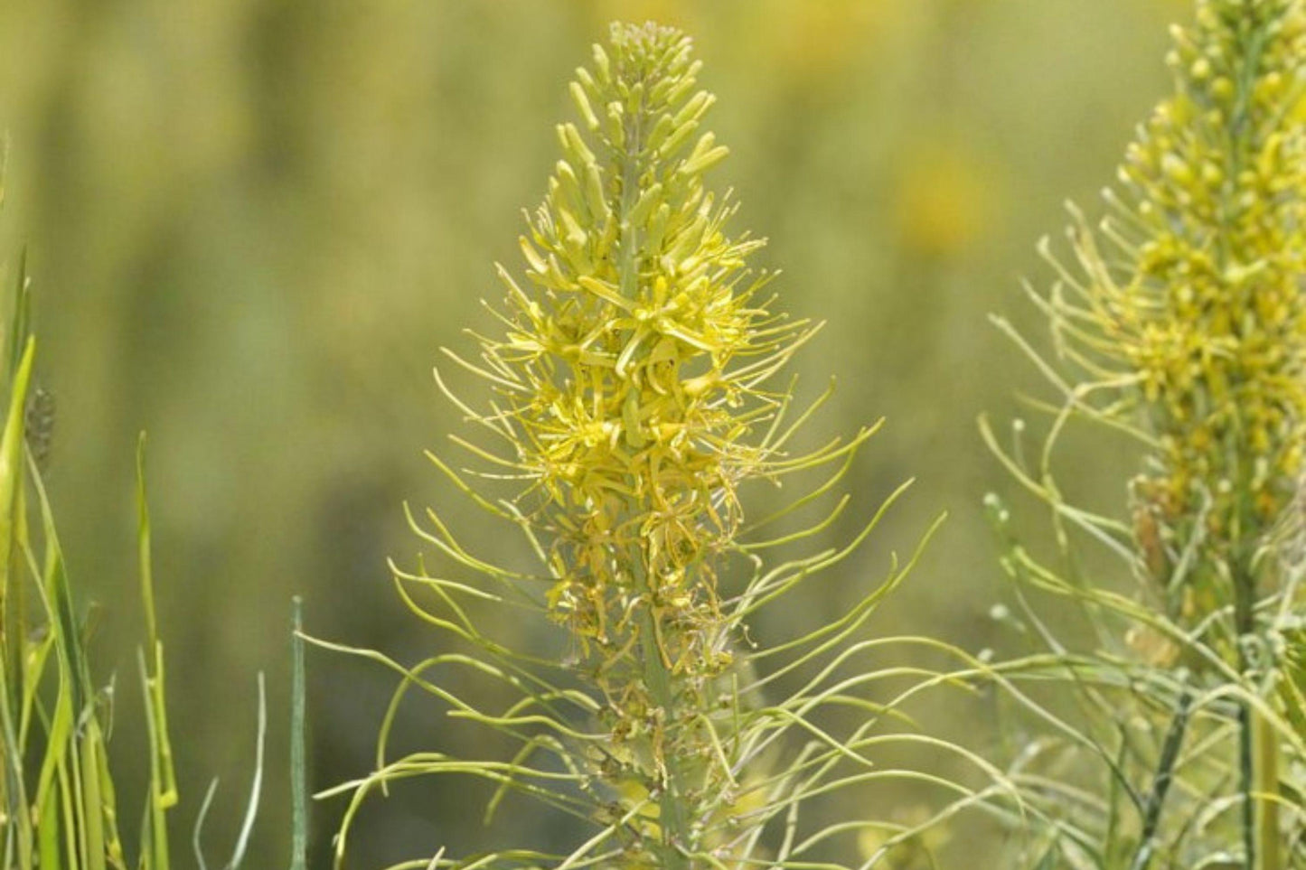 40 Prince’s Plume Seeds – Stanleya pinnata – Native Wildflower – Drought Tolerant – Yellow Desert Flower