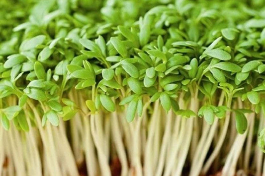5000 Curled Garden Cress Seeds - Heirloom, Non-GMO, Fast-Growing Herb | USA Seller