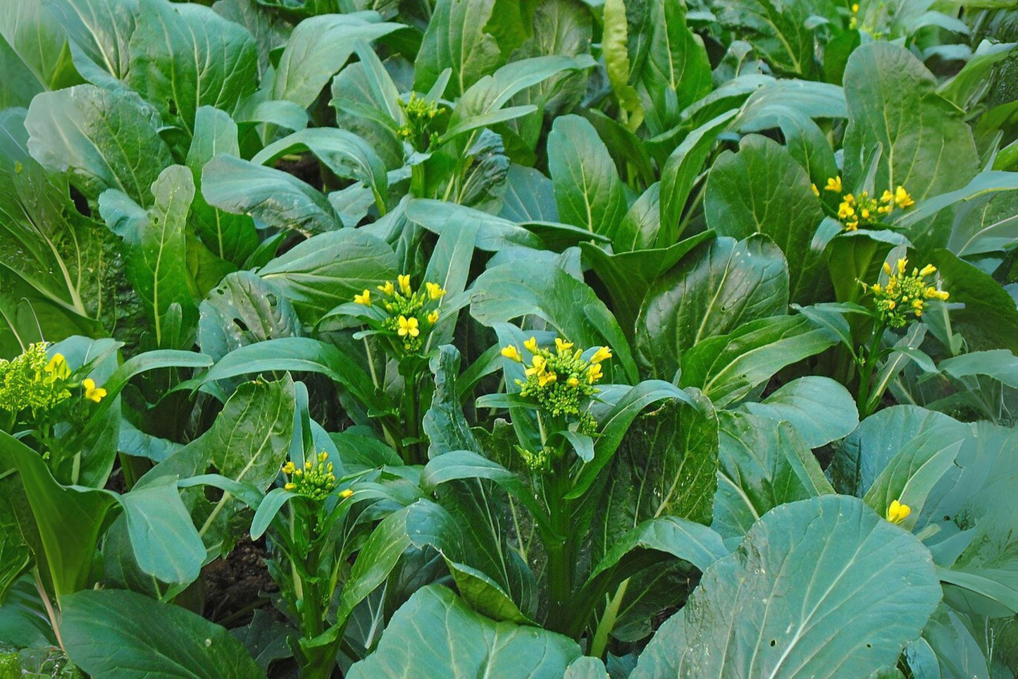 Yu Choy Sum Seeds: Asian Heirloom Vegetable - 150 Flowering Brassica Seeds